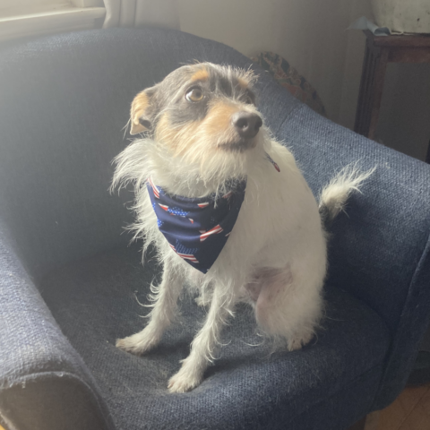 Fearless Frankie with Patriot Neck Tie