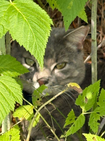 Mysterious cat in the leaves